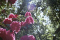 Favorites List (Early Summer 2007)